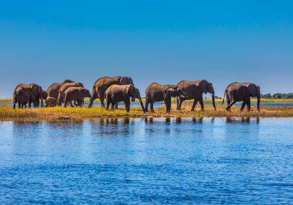 Elefanten im Chobe N_4_1.jpg